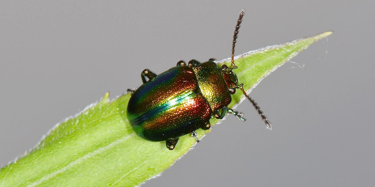 Chrysolina fastuosa? S.
